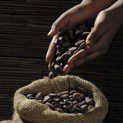 A handful of roasted coffee beans being poured into a sack full of coffee beans